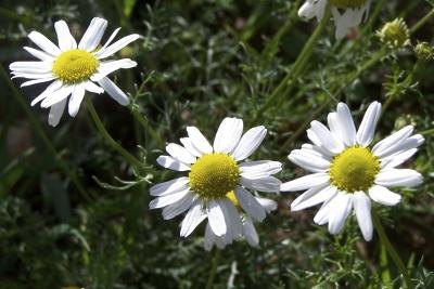 Chamomile Flowers.