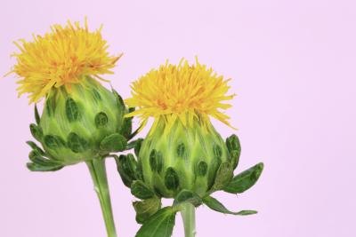 Safflowers