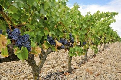 Vineyards are abundant in Spain.