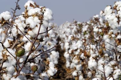 Cotton is a natural fiber used in the textile industry.