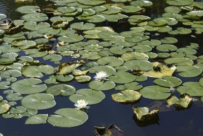 Water lillies and lily pads float on the surface of a pond.