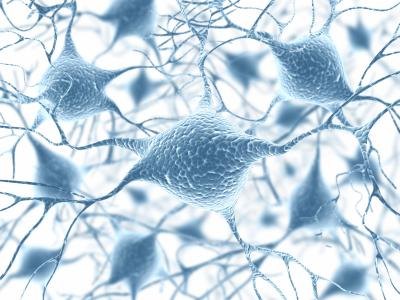 Illustration of nerves and neurons