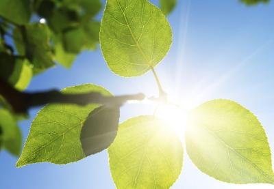 Scar tissue is very sensitive to sunlight.