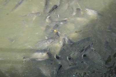 Sediment loads can choke aquatic species.