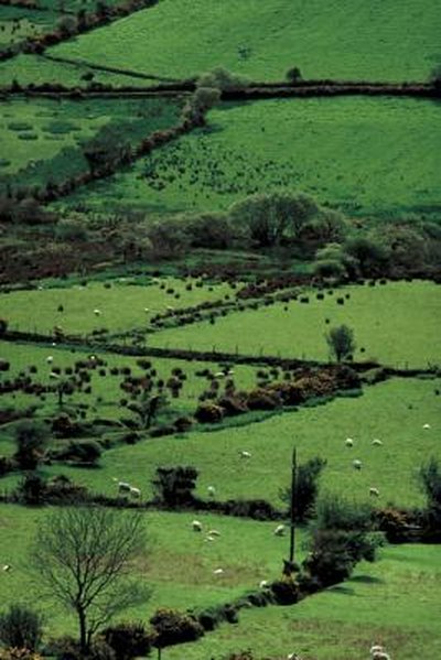 the legendary greenery of Ireland
