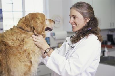 Vet examines dog