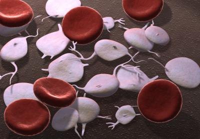 Platelets, which are colorless blood cells, along with red and white blood cells, are the components of blood.