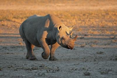 The black rhino is one of the most endangered animals in the world.