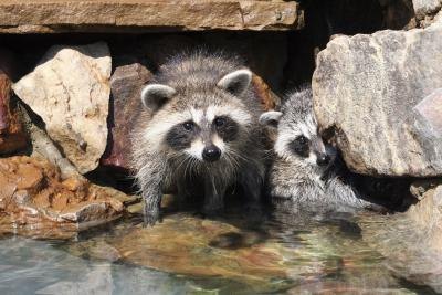 Signs of rabies last about a week before the animal dies.