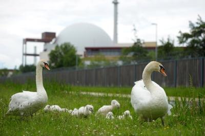 Family of swans seen near nuclear plant in Brunsbruettel, Germany