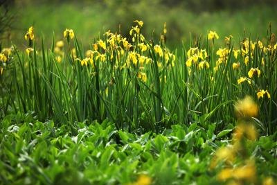 Yellow flag iris grows at the edge of a pond.