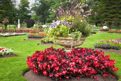 Beautiful red Ivy-Leaf Geraniums in a garden.
