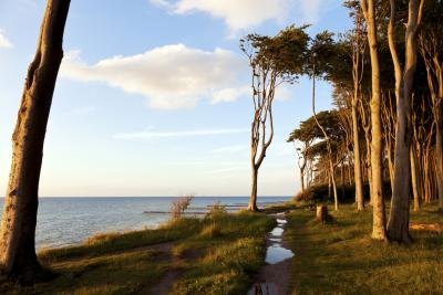 Beech trees can live for up to 200 years