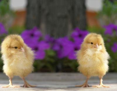 The optimum range for hatching chicken eggs is between 97 and 103 degrees.