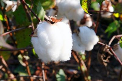 Harvested cotton fiber is taken to mills, spun into yarn and made ready for fabric manufacturing.