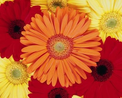 African Daisies.