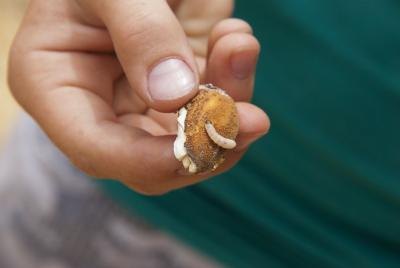 A boy holds a decomposing almond and a white worm.