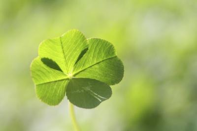 A shamrock for luck.