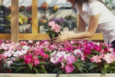 Some vitamins affect plant growth.