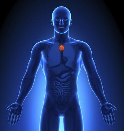 Thymus on adult.