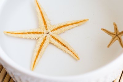 starfish dry bleach dissolve remaining matter organic any