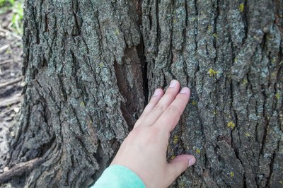 How to Make a Tree Trunk With Brown Packing Paper