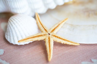 starfish dry dried delicate beautiful
