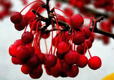 Anthocyanins Give Color