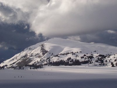 The Crown Jewel is also known to work well in cold zones.