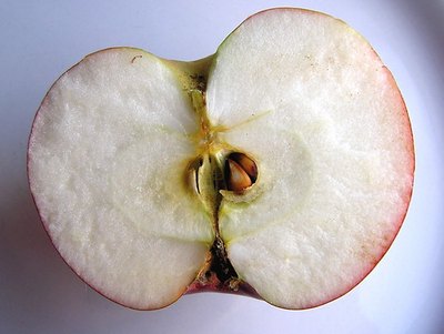 Some common fruits have poisonous seeds.