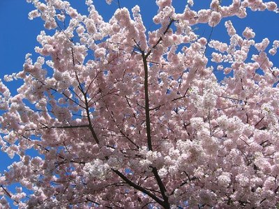 Orchard Beauty
