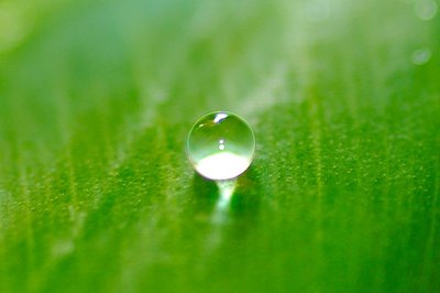 Rainwater makes photosynthesis possible.