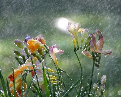 Rainwater: health food for plants.