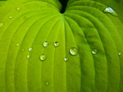 Warm water can also be used to sustain the health of house plant leaves