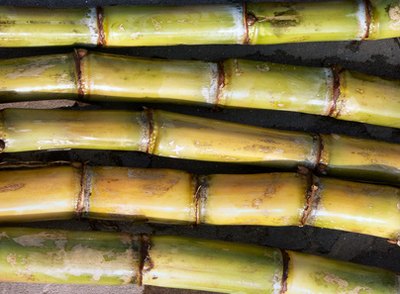 Grow sugar cane in your own backyard
