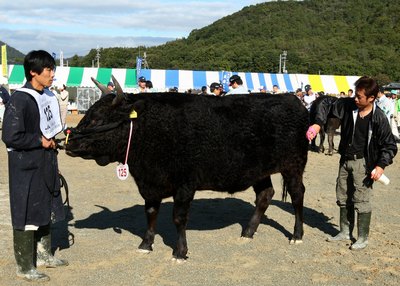 A Kobe cow at livestock competition in Kobe, Japan.