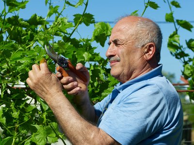 Senior man pruning grapes