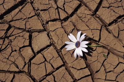 Drought.