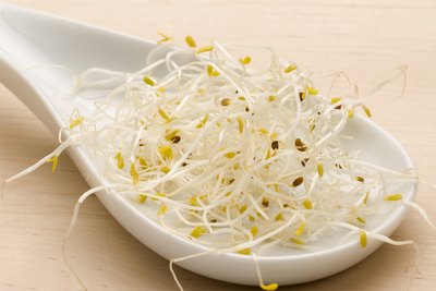 Alfalfa