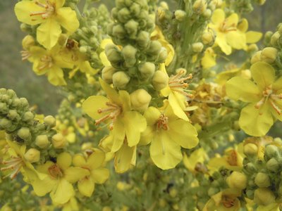 Close-up of mullein flowers.