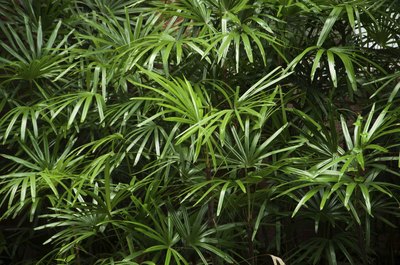The bamboo palm thrives in shade.