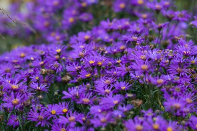 You can find asters blooming in October.