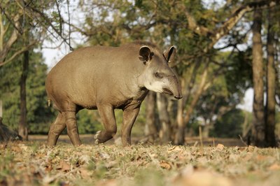 A tapir walks through trees in Brazil.