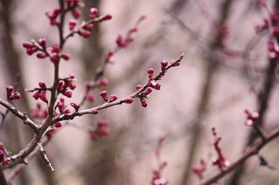 Close-up of apricot tree flowers during the winter.