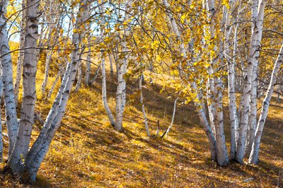 Clusters of silver birch on a sunny fall day.