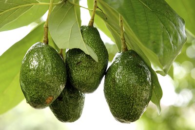 Avocados hanging from a tree's branch.