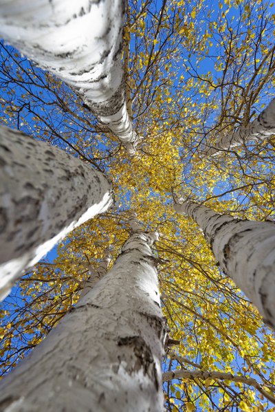 A view of silver birch trees from the ground looking up.