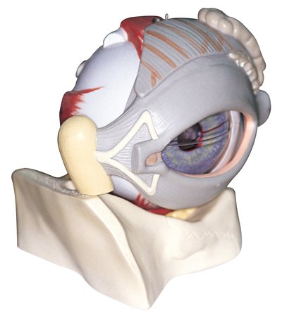 Human eye