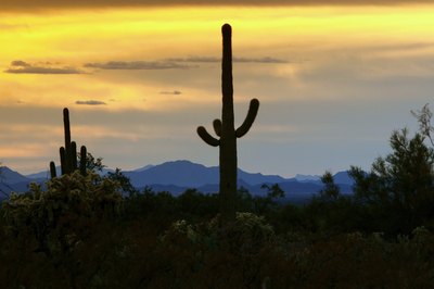 The silhouette of a saguaro cactus in the desert at sunset.