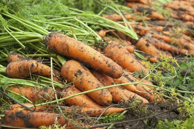 Row of harvested carrots